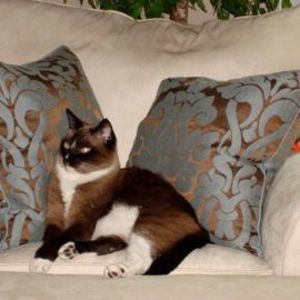 Meet your Posher, Janis